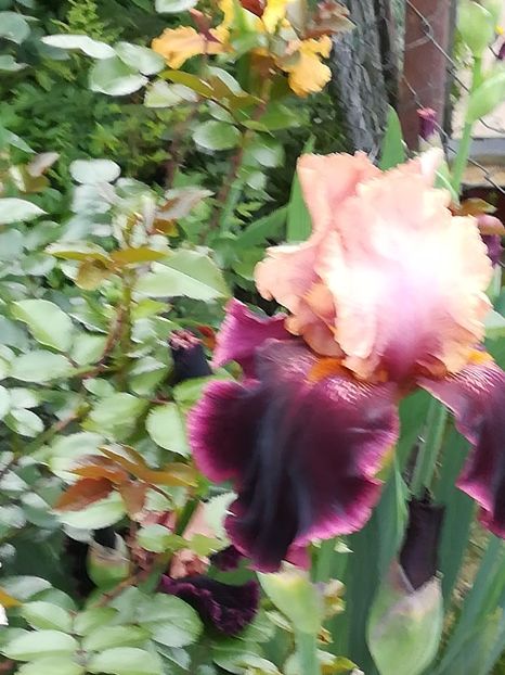  - Iriși 2021 partea a 2 a