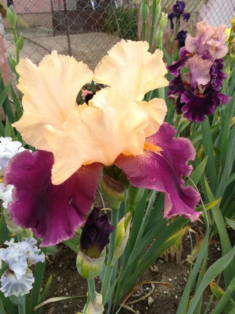  - Iriși 2021 partea a 2 a