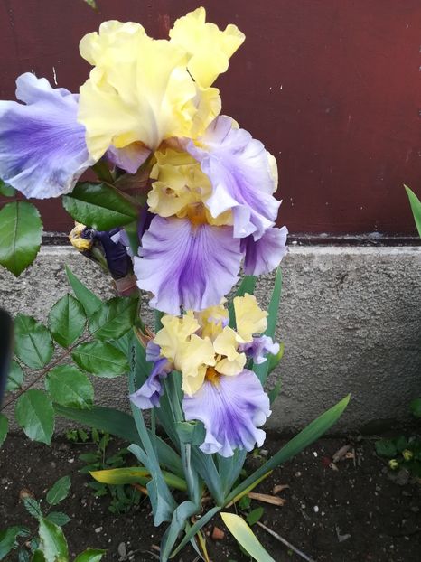  - Iriși 2021 partea a 2 a