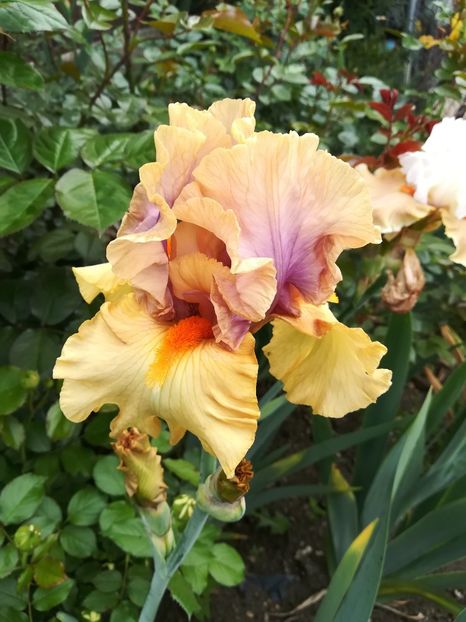  - Iriși 2021 partea a 2 a