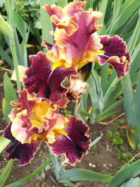  - Iriși 2021 partea a 2 a