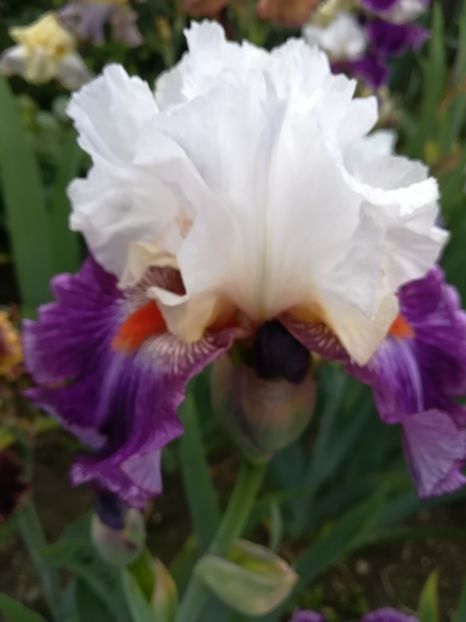  - Iriși 2021 partea a 2 a