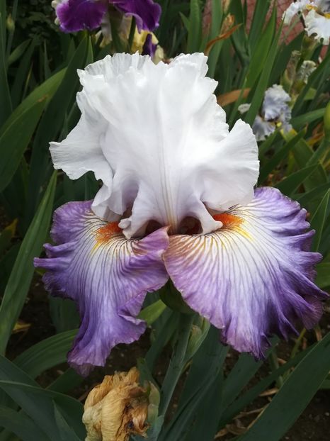  - Iriși 2021 partea a 2 a