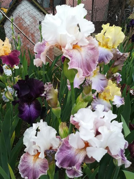  - Iriși 2021 partea a 2 a