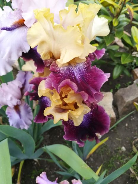  - Iriși 2021 partea a 2 a