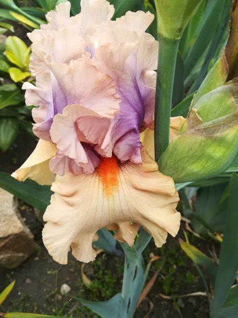  - Iriși 2021 partea a 2 a