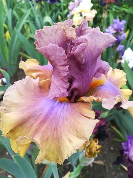  - Iriși 2021 partea a 2 a