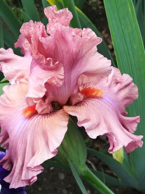  - Iriși 2021 partea a 2 a