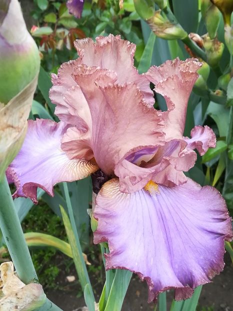  - Iriși 2021 partea a 2 a