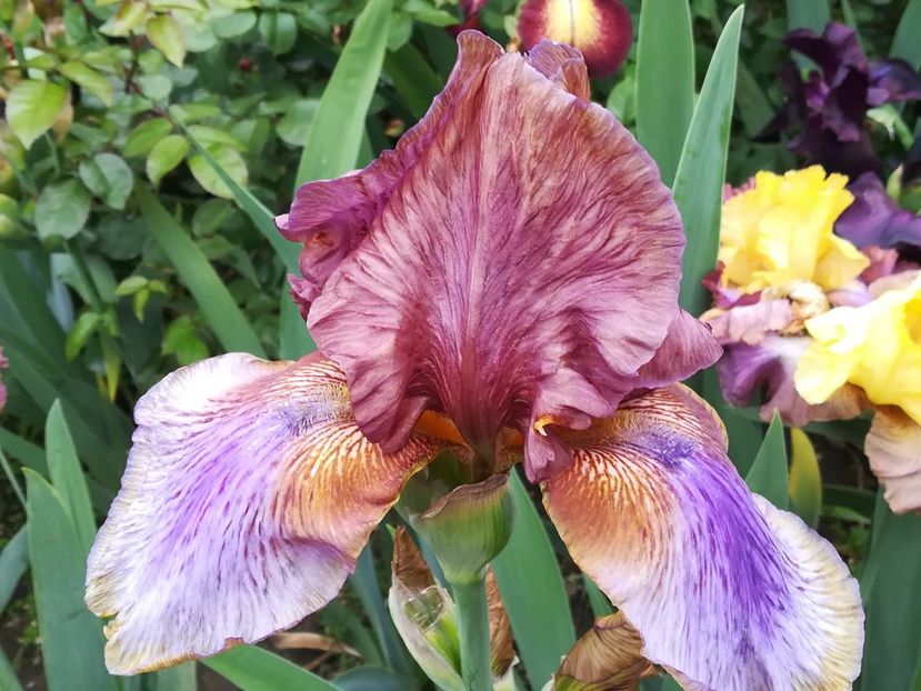  - Iriși 2021 partea a 2 a