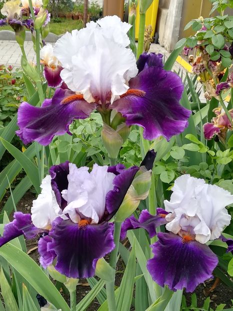  - Iriși 2021 partea a 2 a