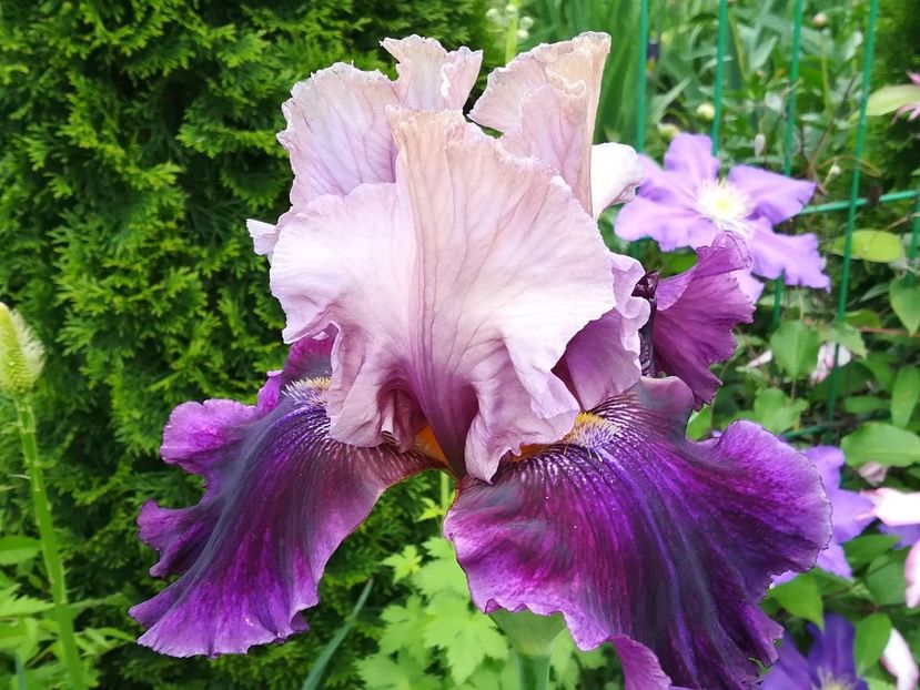  - Iriși 2021 partea a 2 a