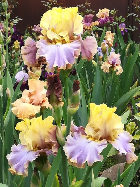  - Iriși 2021 partea a 2 a