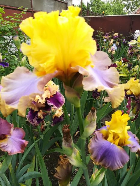  - Iriși 2021 partea a 2 a