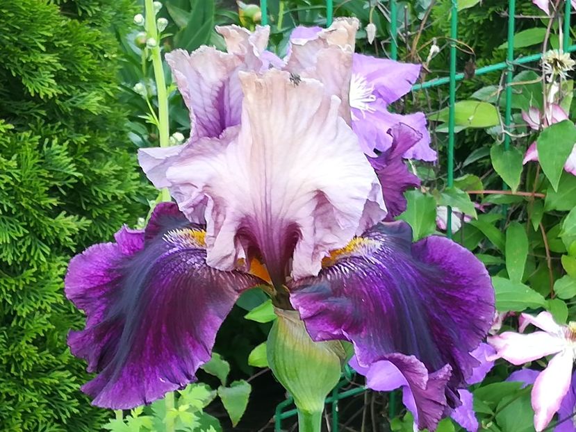  - Iriși 2021 partea a 2 a