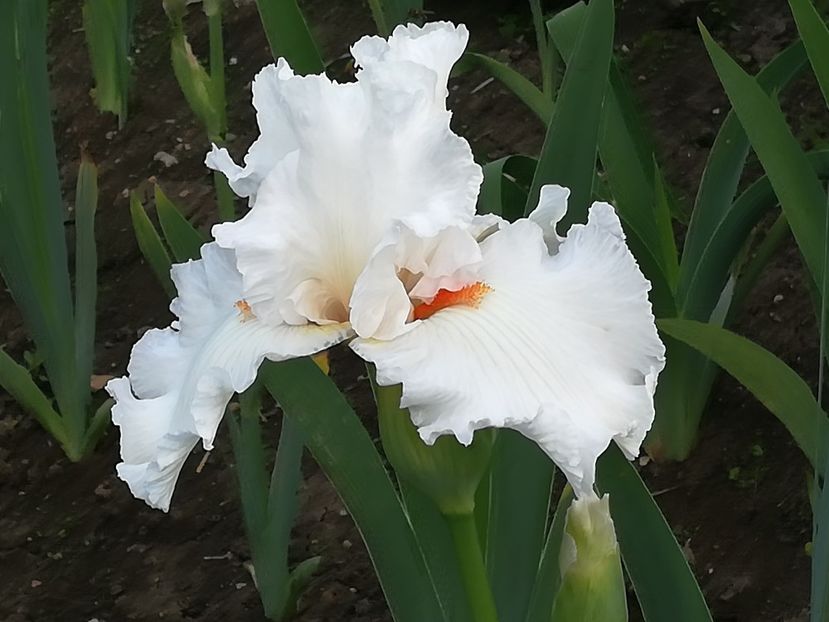  - Iriși 2021 partea a 2 a