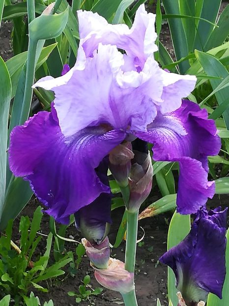  - Iriși 2021 partea a 2 a