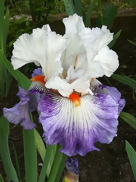  - Iriși 2021 partea a 2 a