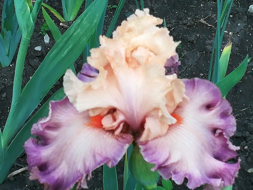  - Iriși 2021 partea a 2 a