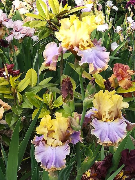  - Iriși 2021 partea a 2 a