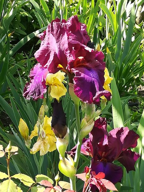  - Iriși 2021 partea a 2 a