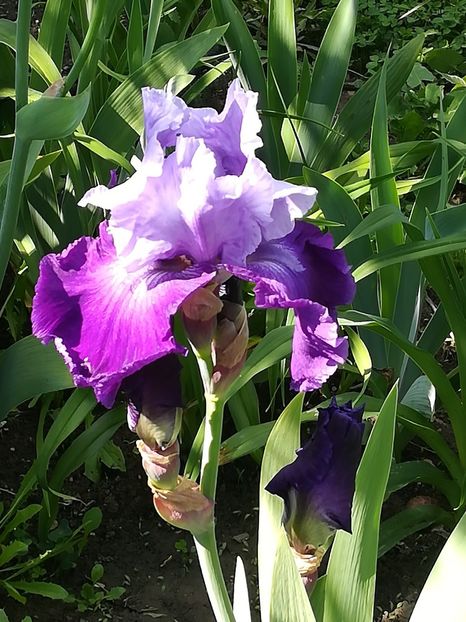  - Iriși 2021 partea a 2 a