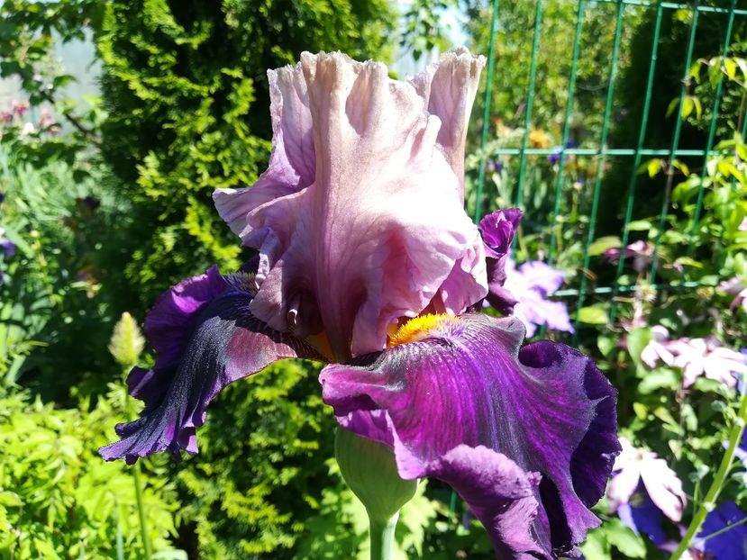  - Iriși 2021 partea a 2 a