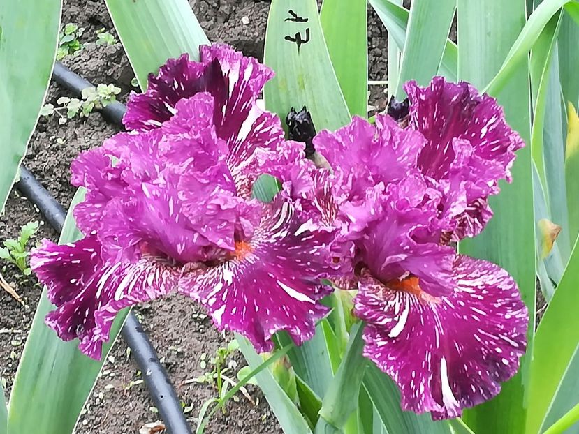  - Iriși 2021 partea a 2 a