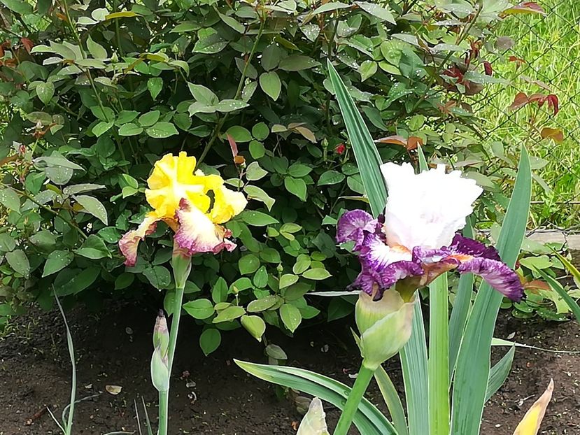  - Iriși 2021 partea a 2 a