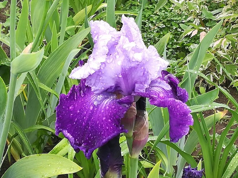  - Iriși 2021 partea a 2 a