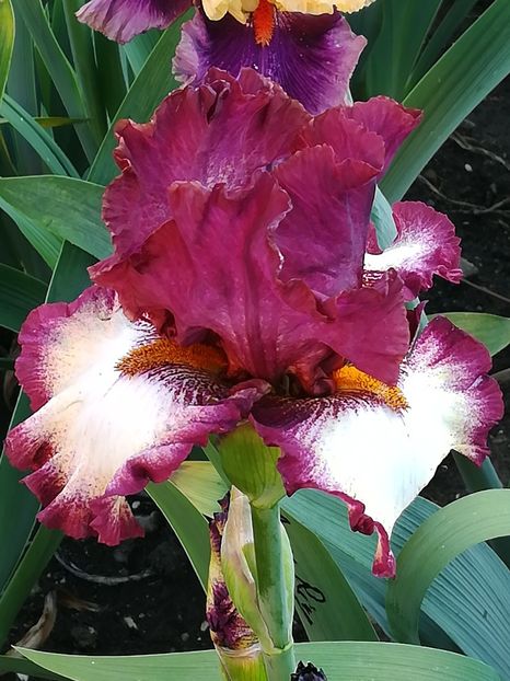  - Iriși 2021 partea a 2 a