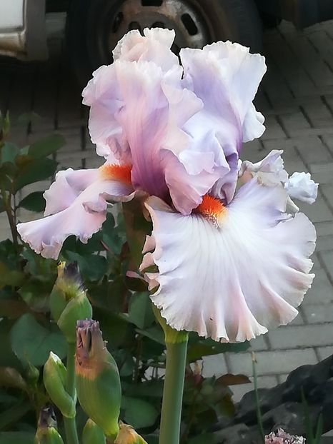  - Iriși 2021 partea a 2 a