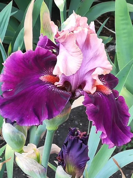  - Iriși 2021 partea a 2 a