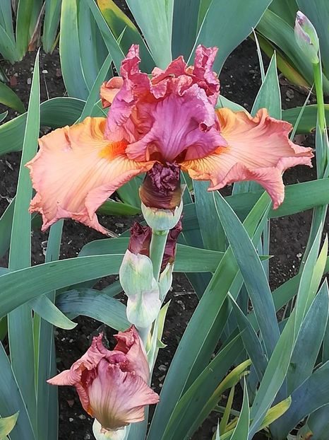  - Iriși 2021 partea a 2 a