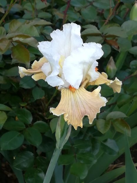  - Iriși 2021 partea a 2 a