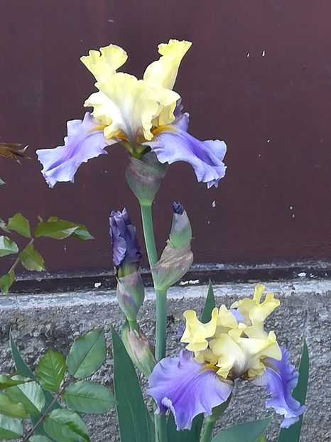  - Iriși 2021 partea a 2 a