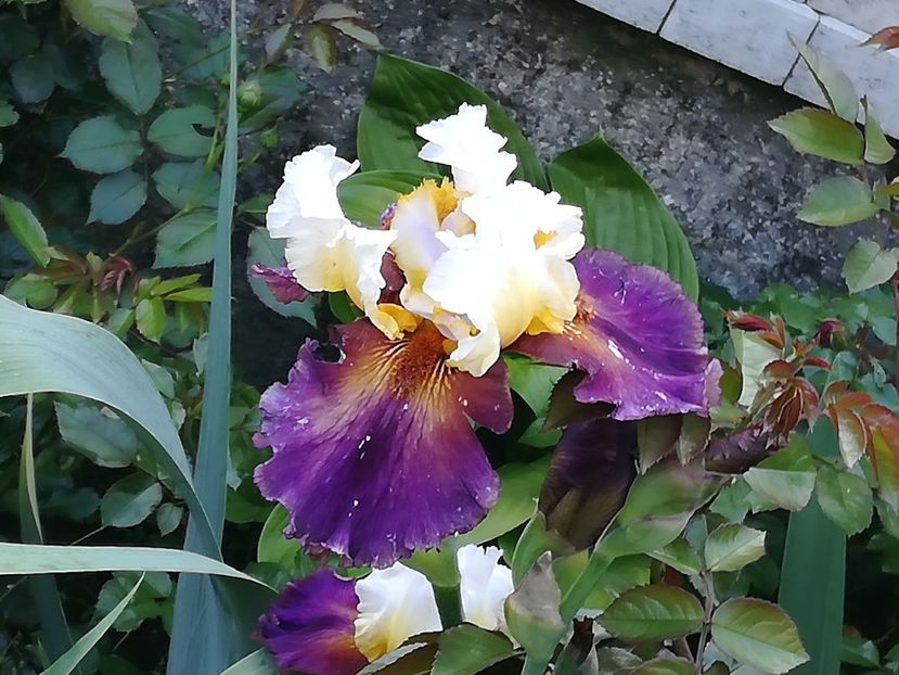  - Iriși 2021 partea a 2 a