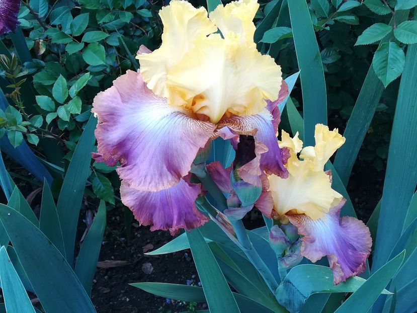  - Iriși 2021 partea a 2 a