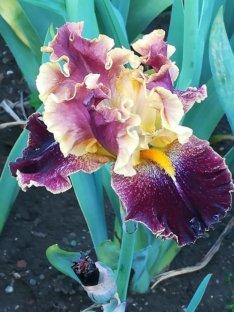  - Iriși 2021 partea a 2 a