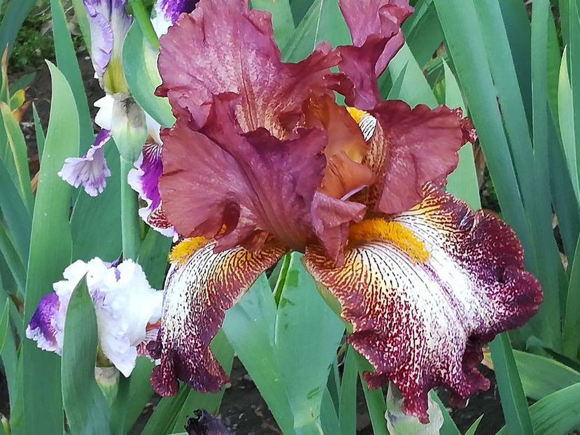  - Iriși 2021 partea a 2 a