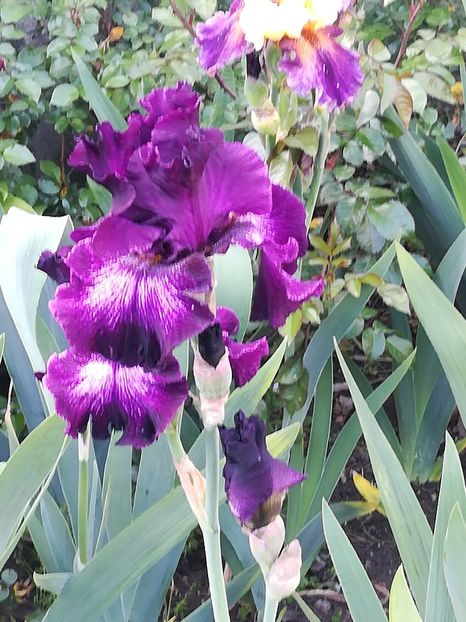  - Iriși 2021 partea a 2 a