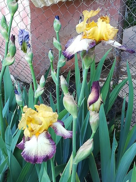  - Iriși 2021 partea a 2 a