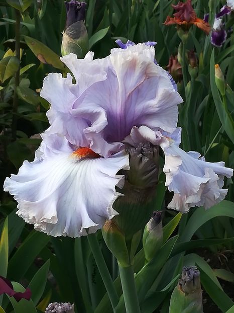  - Iriși 2021 partea a 2 a