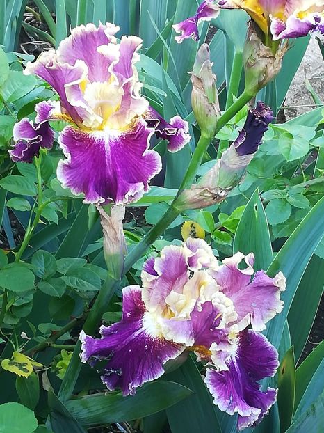  - Iriși 2021 partea a 2 a