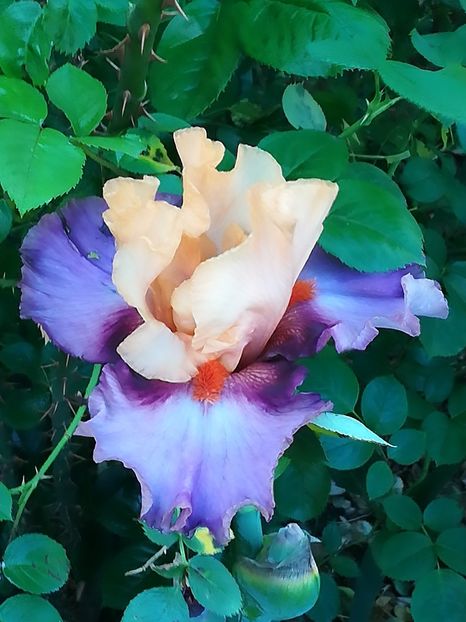  - Iriși 2021 partea a 2 a