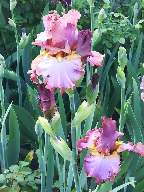  - Iriși 2021 partea a 2 a