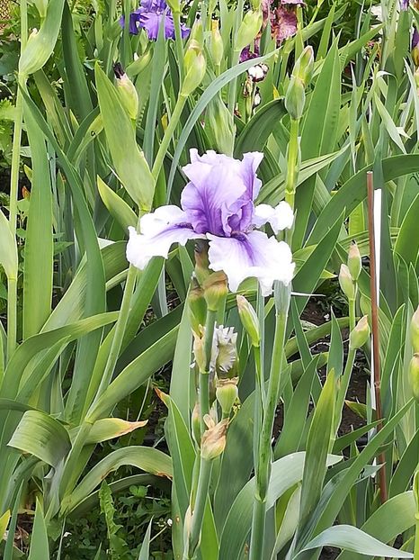  - Iriși 2021 partea a 2 a