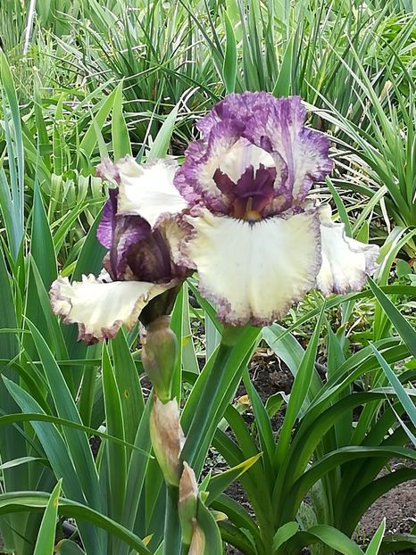  - Iriși 2021 partea a 2 a