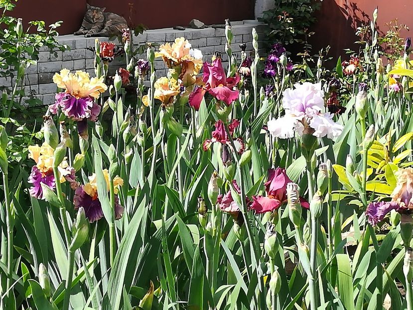  - Iriși 2021 partea a 2 a