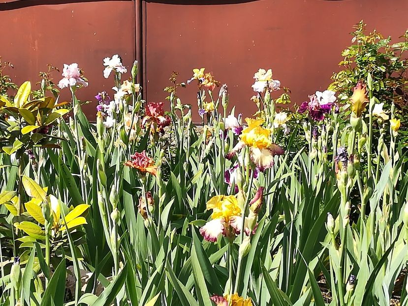  - Iriși 2021 partea a 2 a